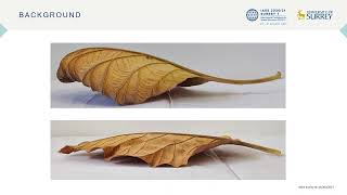 Design and study of a fractal shell, (based on dry leaf anatomy) using Lindenmayer system algorithm