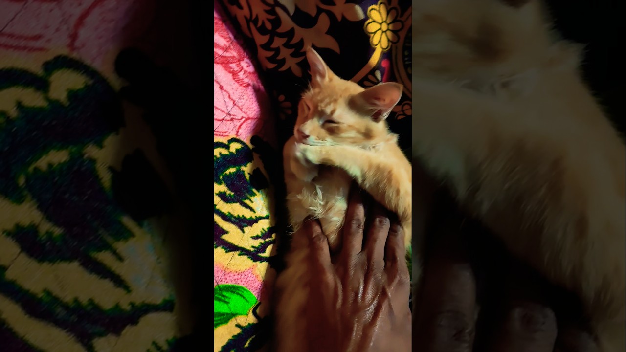 🙏Happy Pongal 😹😹தப்பா பேசாத🙀😂 