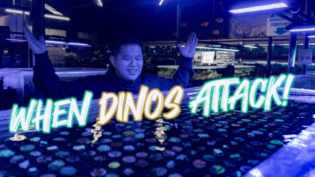 HOW TO GET RID OF DINOS IN YOUR REEF TANK | WHAT ARE DINOFLAGELLATES & HOW TO IDENTIFY