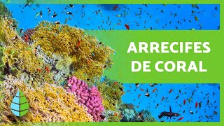 ¿Qué son los ARRECIFES de CORAL? 🌿🐠 (Tipos, Cómo se forman e Importancia)