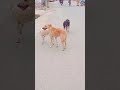 کتے نے باقی کے ساتھ والے کتوں کو بہت کاٹا اور پھر چھوٹے بچے نے آ کر اس   