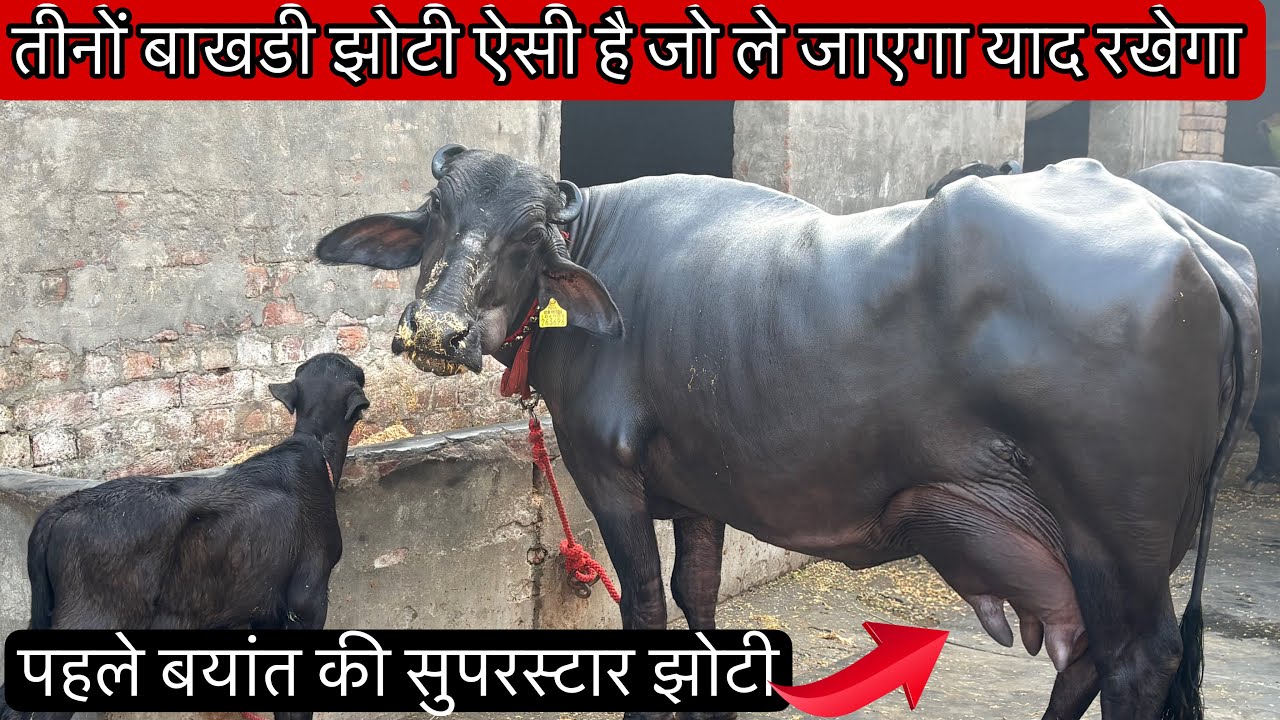 तीन शानदार बाखडी झोटी साथ में पहले बयांत की सुपरस्टार झोटी । Pardeep Mundhal Bhiwani 📞 90686 60900