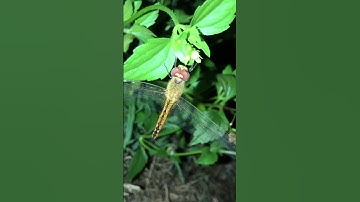 Phát hiện chuồn chuồn ngô ngủ đêm trên ngọn cỏ
