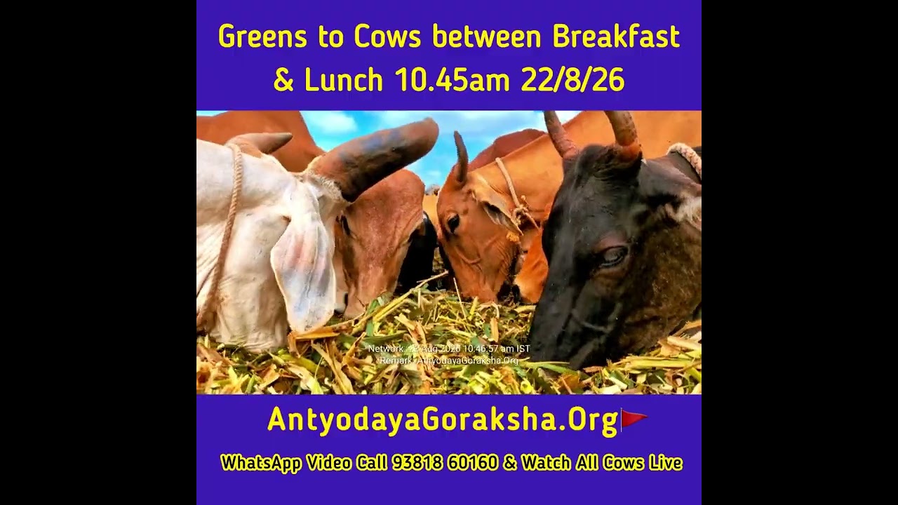 [22 Aug 2026] Rescued Cows Eat Green Grass between Breakfast & Lunch