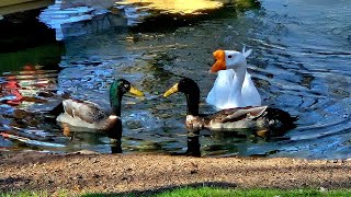 "Another 😇 Angel watching over us" in Paradise Creek with Goofy Duck George and the Crew 