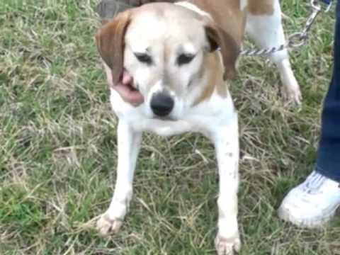 FANCY  Available at Washington County Animal
