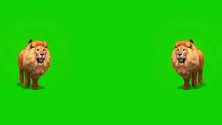 Lion green screen Lion green screen