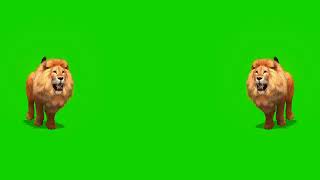 Lion green screen