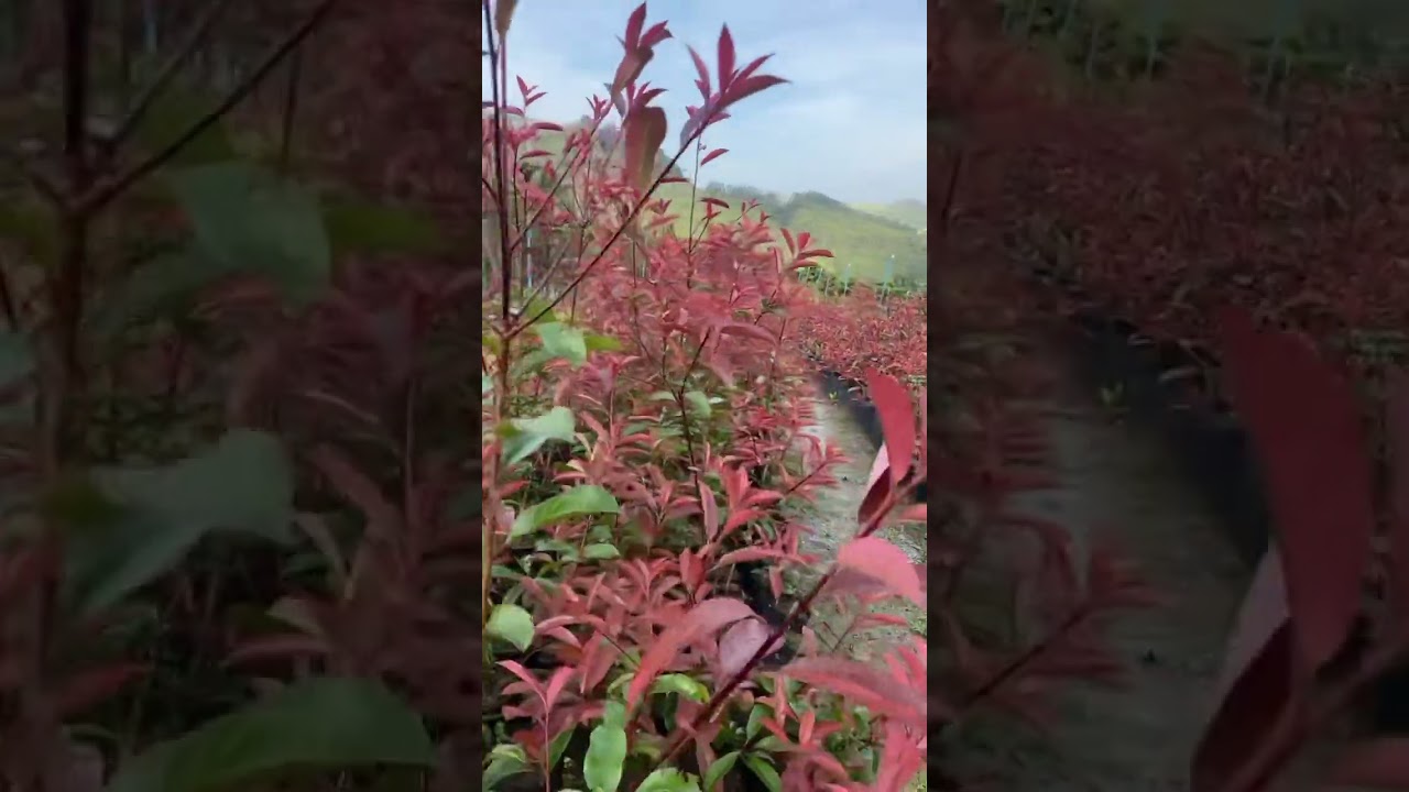 Fotinia Vermelha | Viveiro Adauri Plantas 