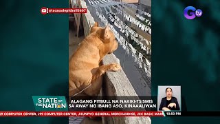 Alagang Pitbull na nakikitsismis sa away ng ibang aso, kinaaaliwan | SONA