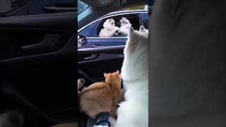 “When the Whole Pet Squad Pulls Up 😂🐱🐶” #funnypets #viral #trending #trynottolaugh