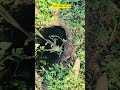 टमाटे मंडप बांधणी सोपी पद्धत Part 1 #ytshorts #farming #tamatar