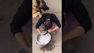 Dogs Are Awesome In Moments Loyal Dog