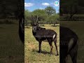 Sable antelope #facts #animals #viral #shortvideo