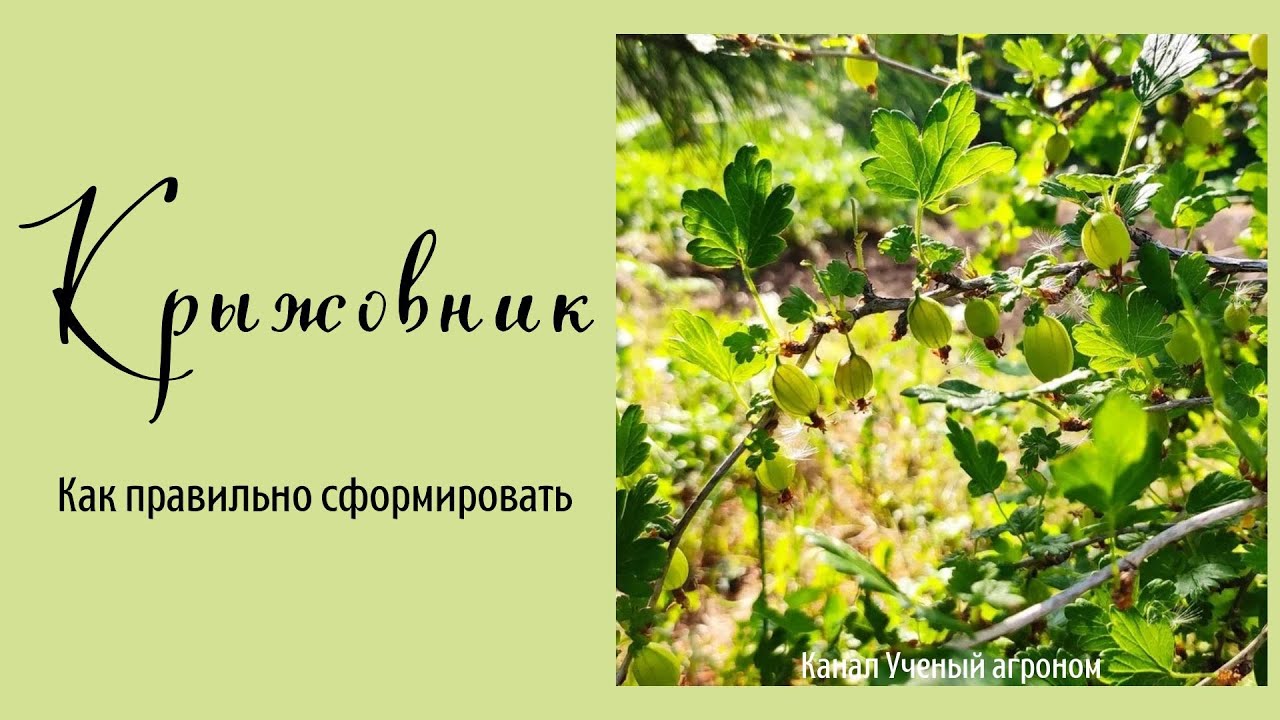 Крыжовник. Как правильно сформировать. - YouTube