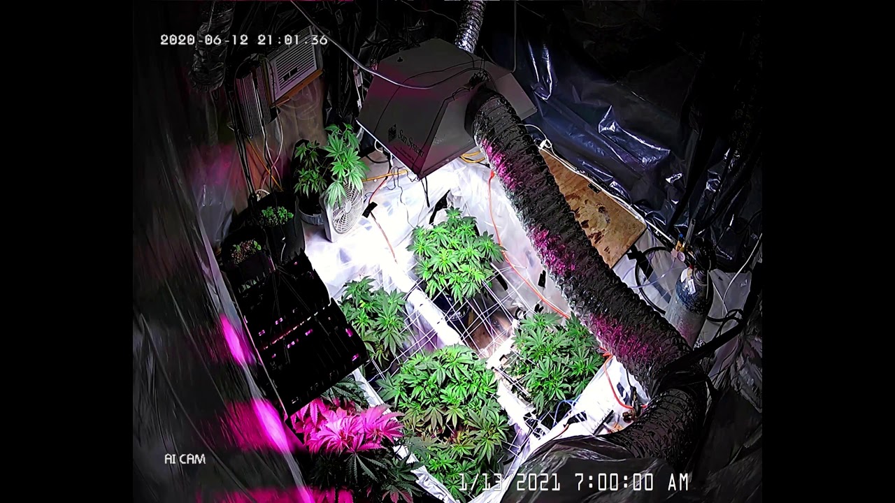 Girl Scout x Jack Herer Time Lapse YouTube