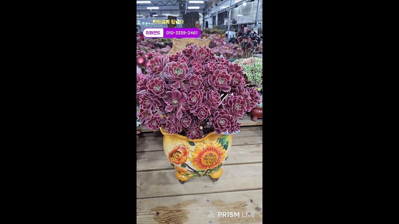 다남다육 (이화랜드) 라이브 스트리밍 중010-3339-2461문자주세요. 인천계양구이화동258-1