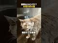前世はカピバラ?お湯好きな猫