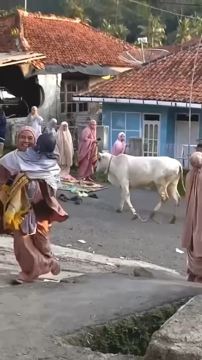 Sacrificial cow roars during ied prayer #cow #cow #shorts #jumbo cow #sacrifice #goat #iduladha