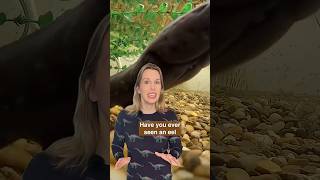 How Electric Eels Shock Their Prey!