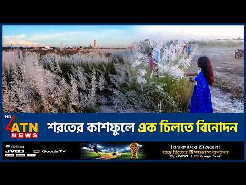 বিনোদনহীন নেত্রকোণায় এক চিলতে স্বস্তি: বিশ্ববিদ্যালয় মাঠে কাশফুলের মেলা | Kashful | Netrokona