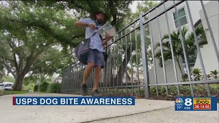 Tampa Bay Mail Carriers Seeing Dog Attack Uptick How To Keep Yours Safe