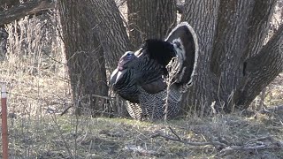 Nebraska “feathers” screenshot 5