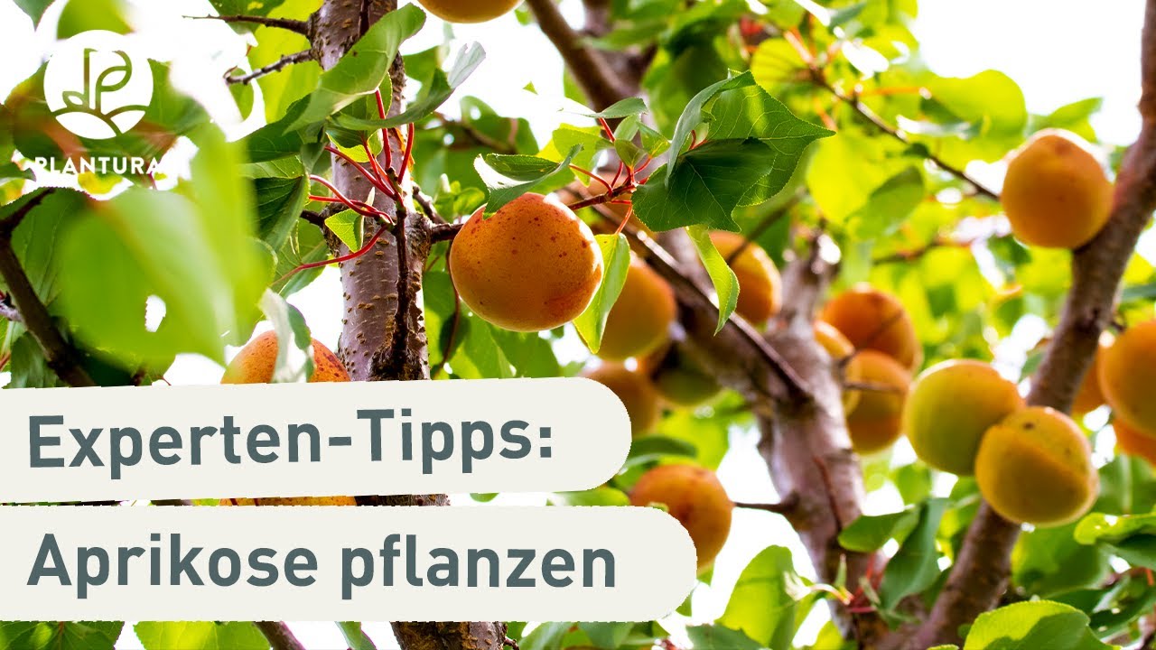 Wie Lange Braucht Ein Aprikosenbaum Bis Er Früchte Trägt Aprikosenbaum pflanzen: So klappt’s (Anleitung) - YouTube