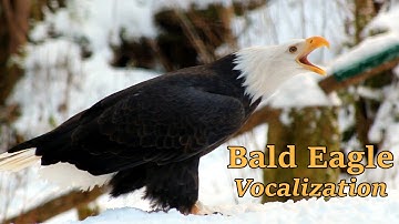 Bald Eagle Vocalization