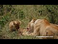 First breastfeeding then fighting over prey!  Topi pride lioness with 1,5 month old cubs.