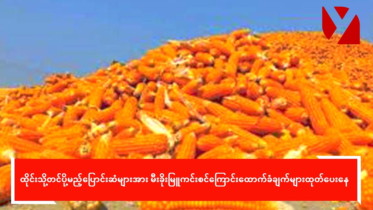 ထိုင်းသို့တင်ပို့မည့်ပြောင်းဆံများအား မီးခိုးမြူကင်းစင်ကြောင်း ထောက်ခံချက်များထုတ်ပေးနေ