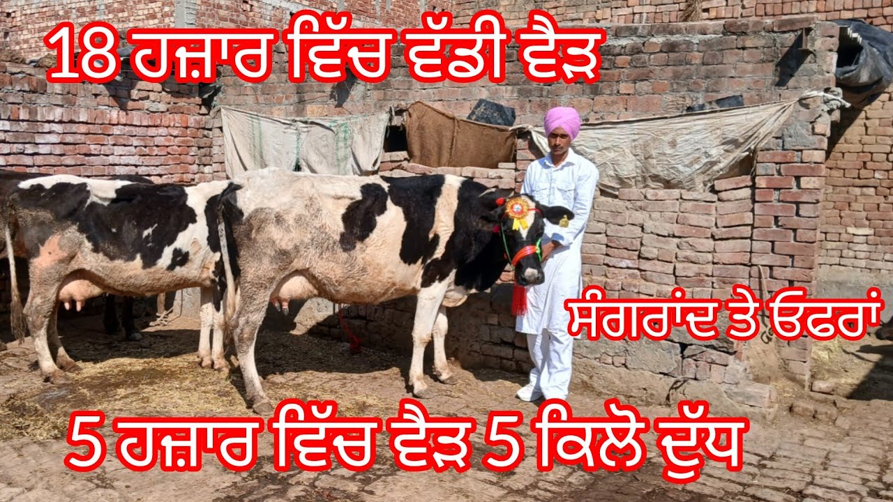 5 ਹਜ਼ਾਰ ਤੋਂ ਗਾਂ ਸ਼ੁਰੂ ਤਿੰਨ ਵੈੜਾ ਬਿਲਕੁਲ ਜਾਇਜ਼ ਰੇਟ /cow for sale /cheema dairy farm 