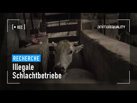 ❌ Animal Equality enthüllt Zustände in illegalem Schlachthaus in Brasilien