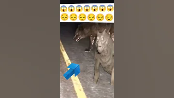 حيوان غريب يضهر في محافظة البصره 