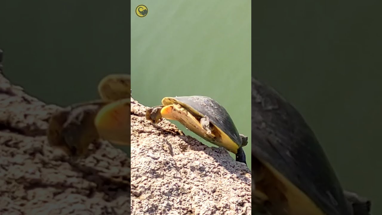 Turtles Video | Animals | Jambu Dweep
