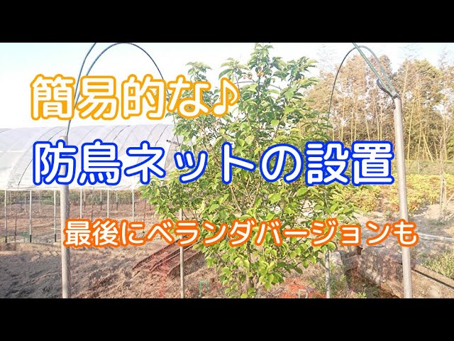 15周年記念イベントが 防鳥ネット 果樹すっぽり防鳥ネット 6m×6m 目合3×5mm 1枚 透光率95％ ポリエチレン 網 防鳥 防蛾 鳥よけ 国華園 