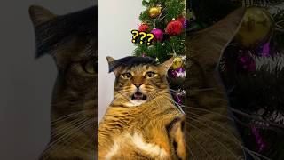 GATOS ENFEITAM A ÁRVORE DE NATAL