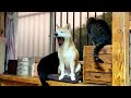 雷に驚く柴犬と猫　Dog & Cats Reaction to Thunder