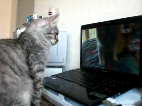 Video: Didžiosios Britanijos Trumpaplaukių Kačių Veislė Hipoalerginė, Sveikatos Ir Gyvenimo Trukmė