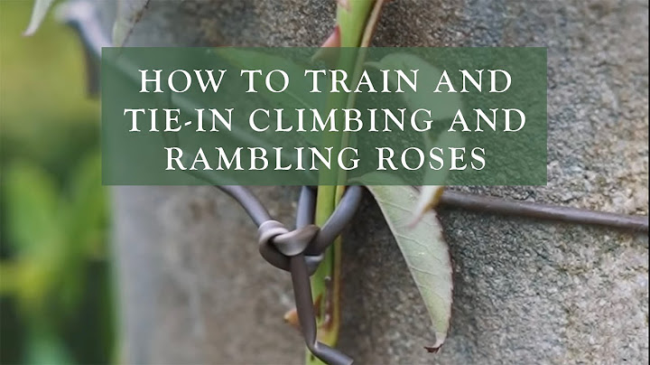 How To Train and Tie-in Climbing and Rambling Roses by David Austin Roses