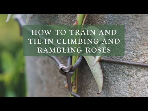Video: Zistite viac o lezeckých ružiach a tulákoch