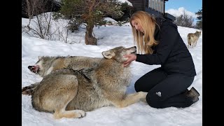 IDAHO ARE KILLING ALL OF THEIR WOLVES - and this is why....