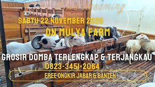 Download Lagu domba DN MULYA FARM sedang live sekarang! MP3