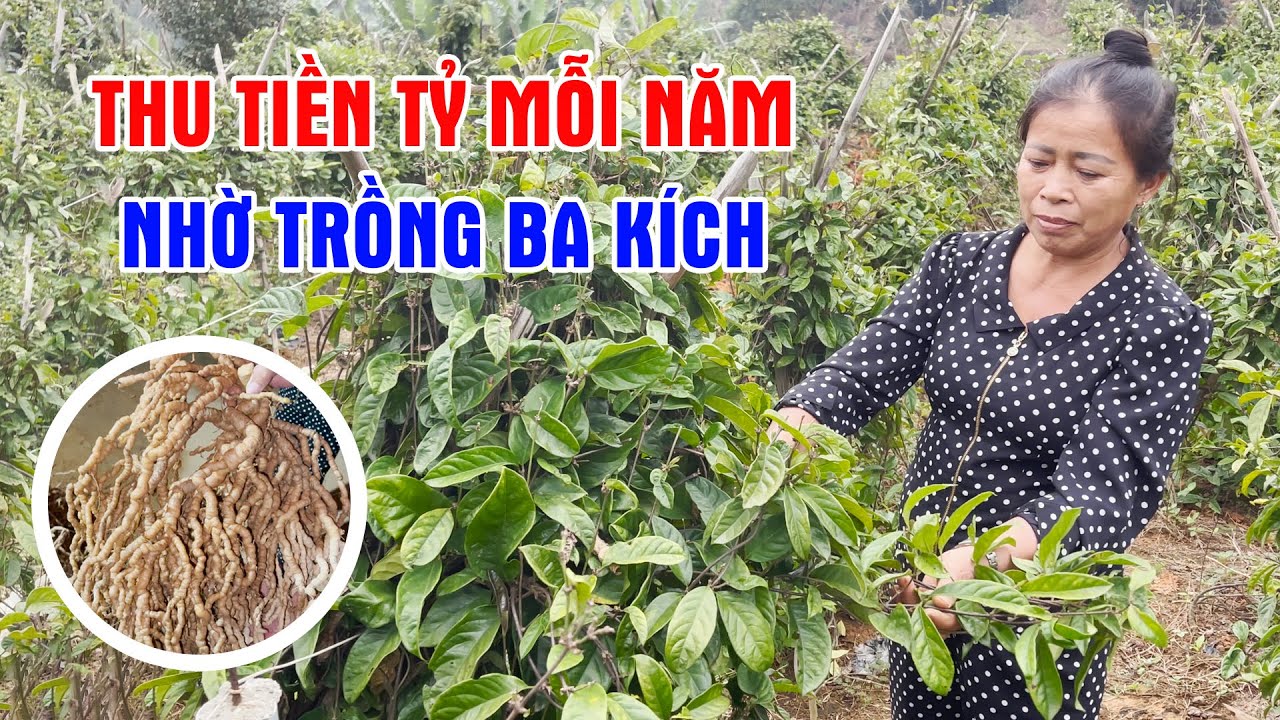 Trồng Ba Kích Tím Trên Đồi Trọc  - Thu Tiền Tỷ Mỗi Năm, Bí Quyết Làm Giàu Từ Cây Dược Liệu
