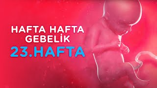 Hamilelikte 23. Hafta - Hafta Hafta Gebelik | İlk Adımlarım screenshot 5