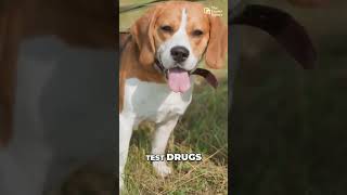 Wisconsin Beagle Breeding Facility Faces Felony Animal Abuse Charges