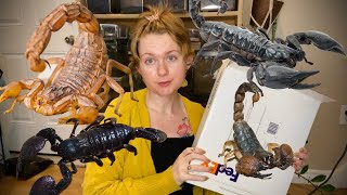 Unboxing Live Scorpions! and a centipede!