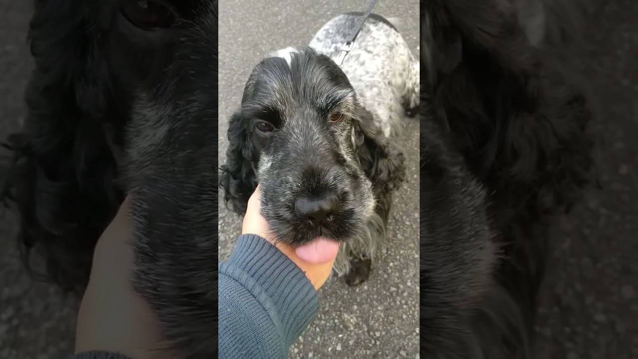 The English Springer is a breed of gun dog in the Spaniel group