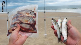 Beach Fishing w/ FRESH Bait VS FROZEN Bait - Which works better? (Fall Fishing 2020)