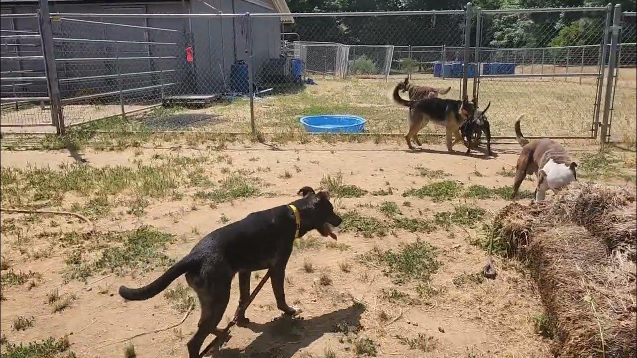 Hashbrown, Isabella, and friends, adoptable from Bradshaw animal